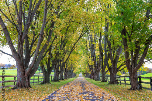 Tree Lined Country Lane in Autumn