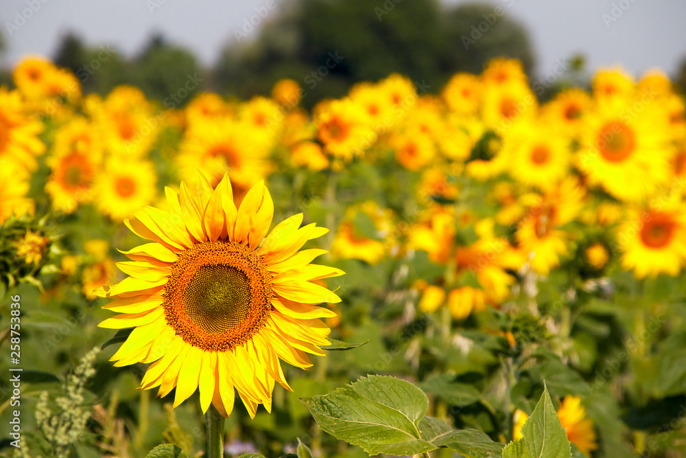 Naklejka premium sunflower field