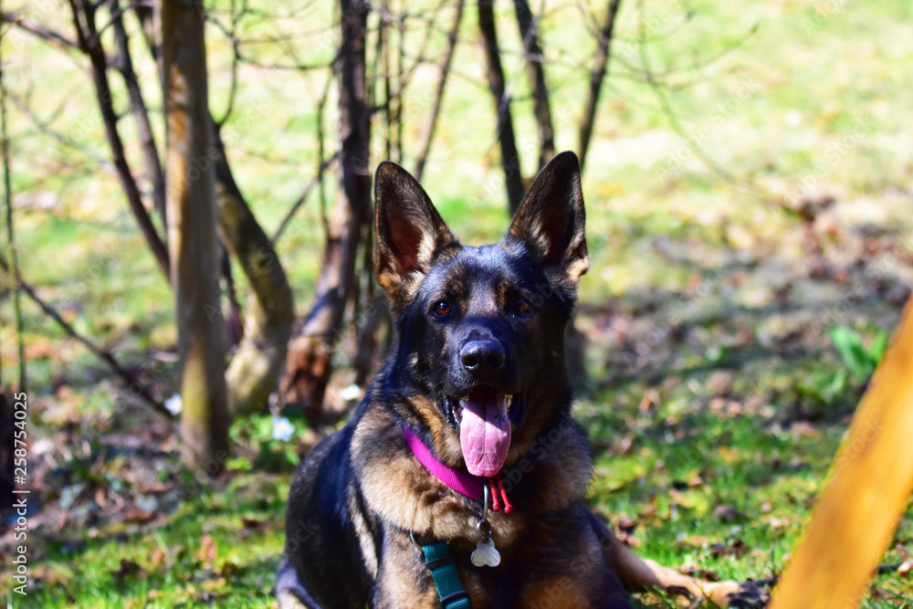 German shepard dog resting in a garden German shepard dog resting in a garden