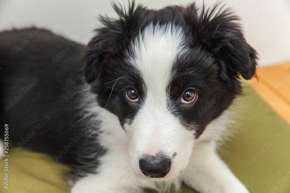 Funny portrait of cute smilling puppy dog border collie indoor. New lovely member of family little dog at home gazing and waiting for reward. Pet care and animals concept