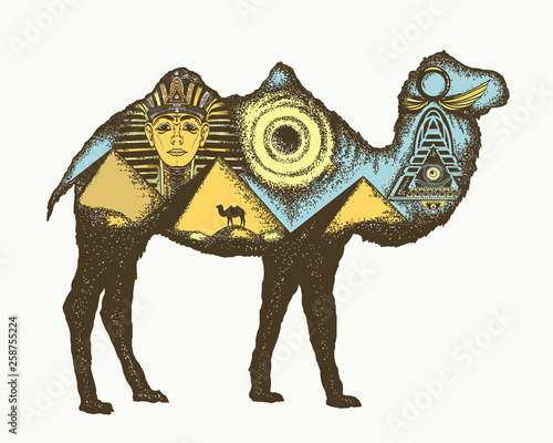 Camel double exposure animals. Ancient Egypt, Pharaoh, Ankh, Pyramid. Symbol of archeology, ancient civilizations