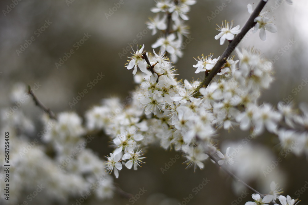Schlehdorn-Blüten (Prunus spinosa)