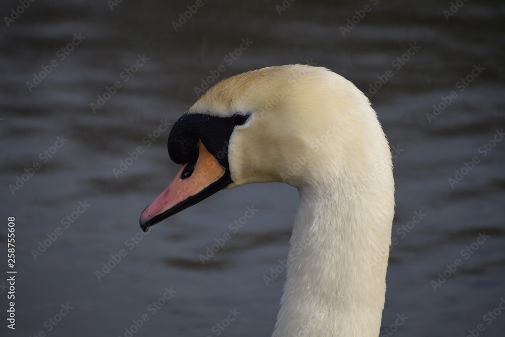 Swan head with lake background Swan head with lake background