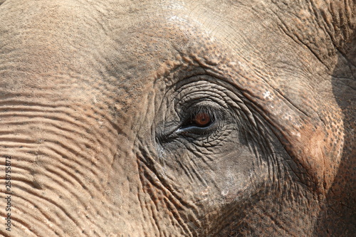 Sad elephant eye elephant close up