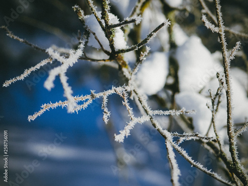 branches covered with snow © Dmitrii