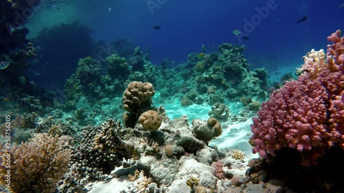 Wallpaper Mural Tropical fish and coral reefs. A warm sea. Diving. Torontodigital.ca