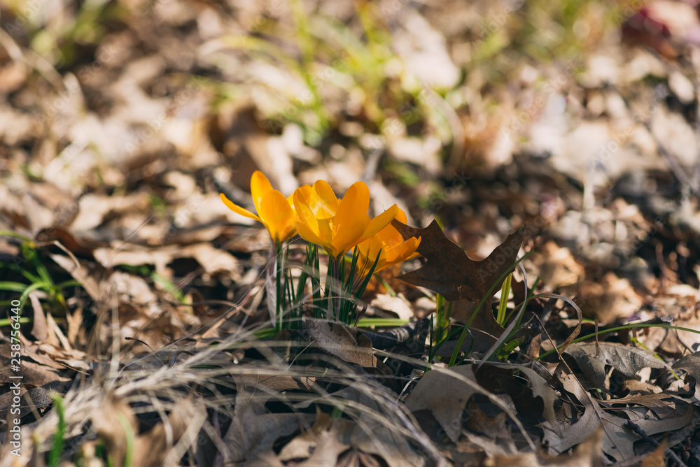 yellow crocus flowers in the Spring yellow crocus flowers in the Spring
