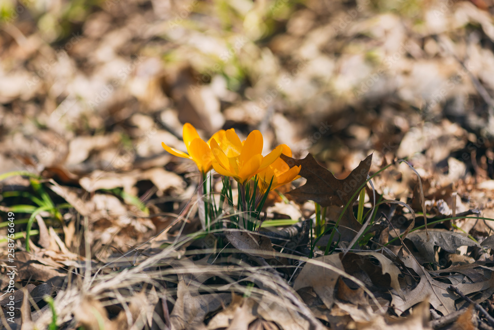yellow crocus flowers in the Spring yellow crocus flowers in the Spring