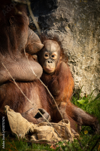 Baby Orangutang With Mum