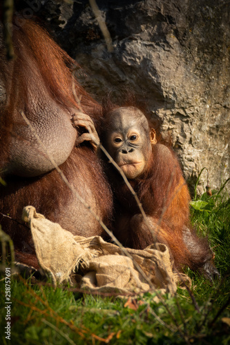 Baby Orangutang With Mum