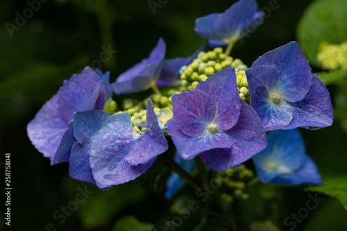 雨の中咲く紫陽花