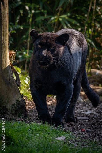 Jaguar