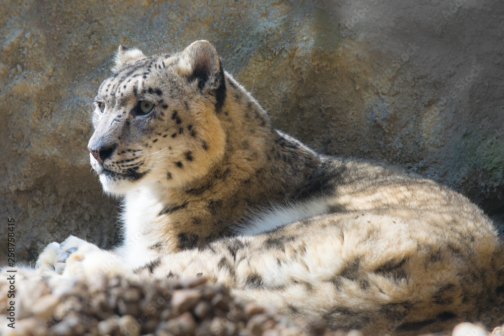 Irbis (Panthera uncia)