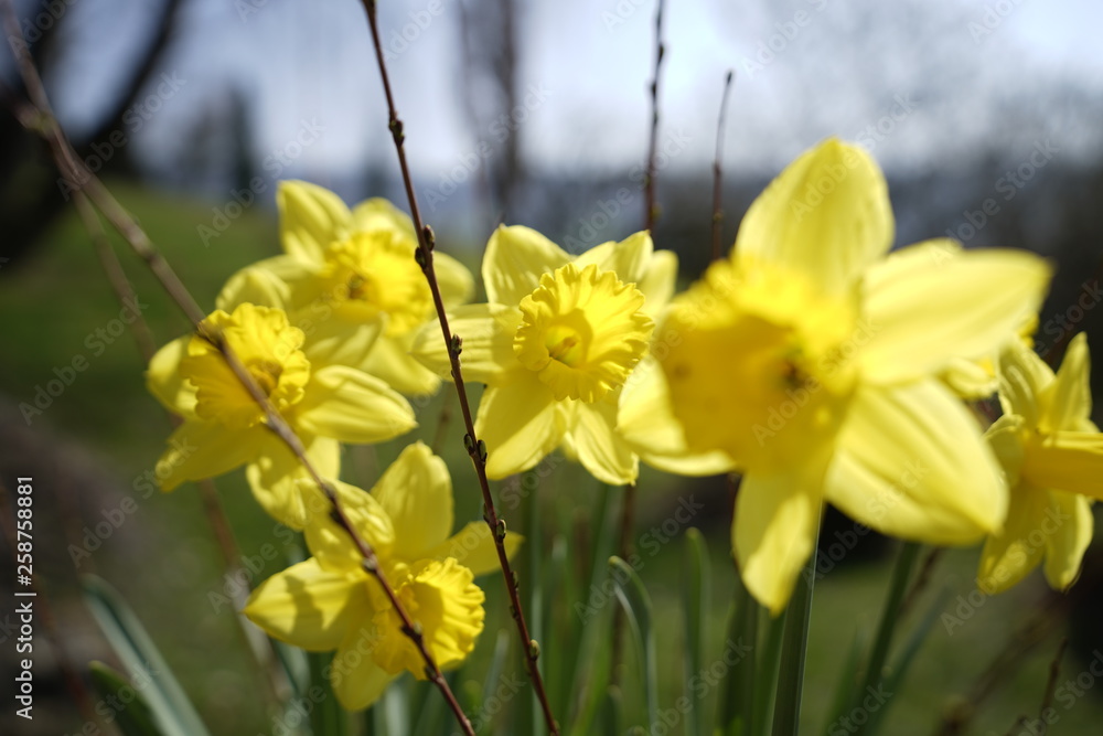 Blumen im Frühling in der Sonne Blumen im Frühling in der Sonne