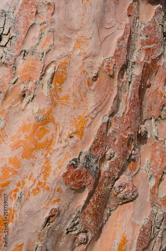 Colorful Tree Bark Background