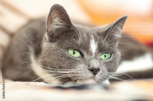 gray cat with green eyes lying on the bed close-up