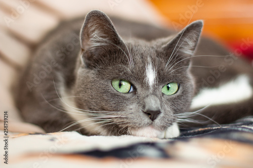 gray cat with green eyes lying on the bed close-up © sergei