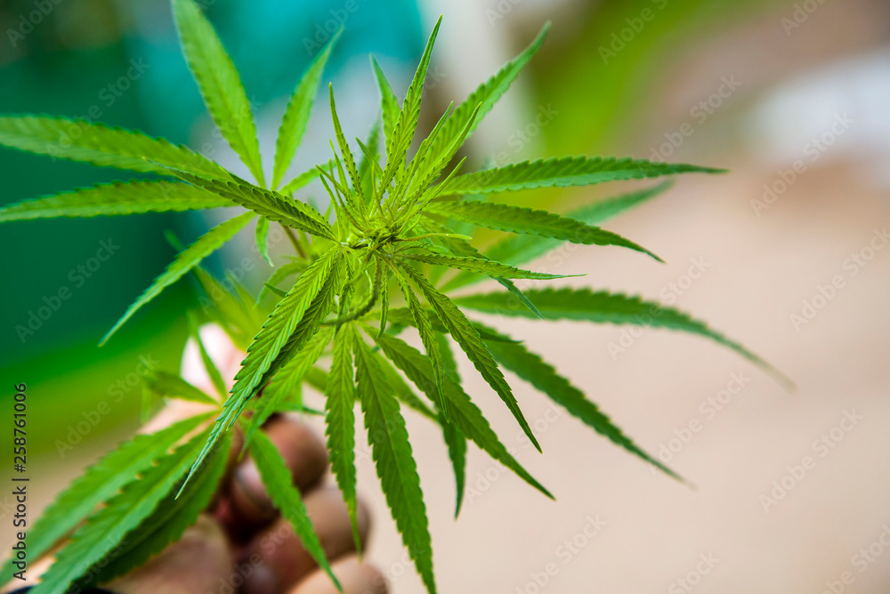 cannabis leaf close up