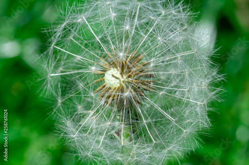 Yellow dandelion on a background of green grass.