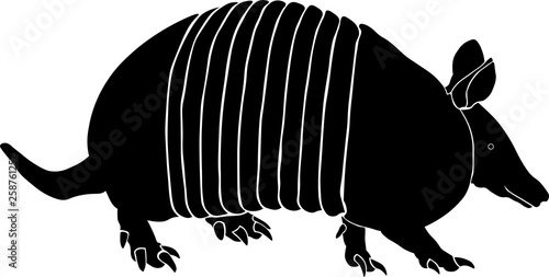 Nine banded armadillo