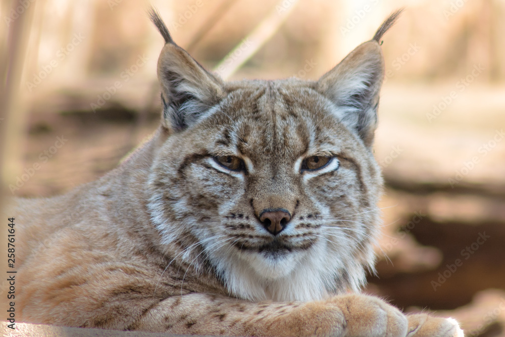 Lynx lynx - mammalia Lynx lynx - mammalia