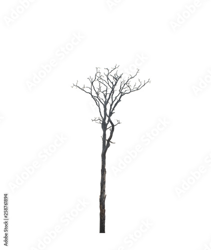 Dry tree isolated on white © EKKAPON