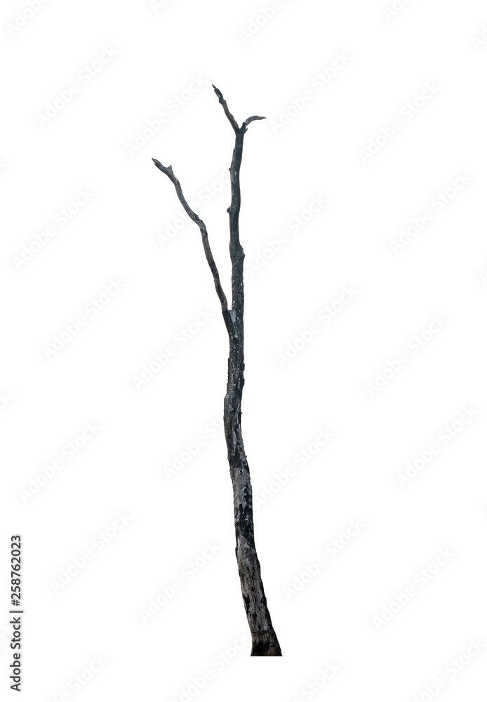 Dead tree isolated on white background Dead tree isolated on white background