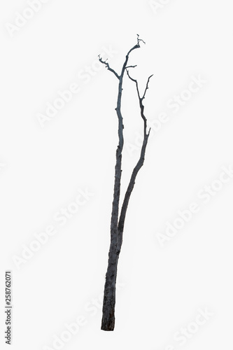 Dry tree isolated on white