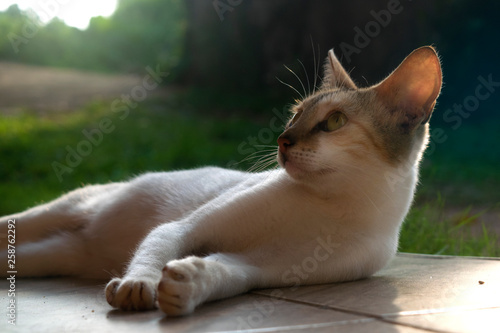 Sleeping cat looking away