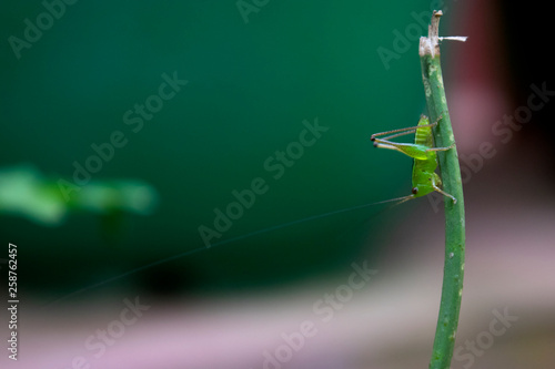 Tiny Grasshopper