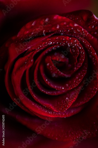 softfocus Red rose closeup with drop macro photo