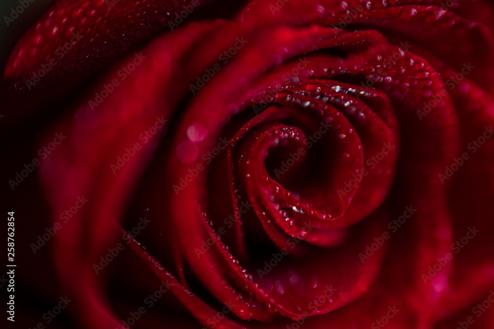 softfocus Red rose closeup with drop macro photo softfocus Red rose closeup with drop macro photo