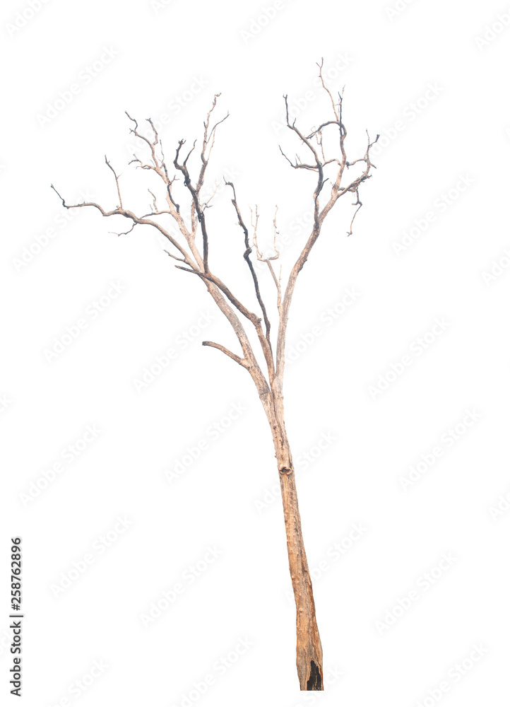 Dead tree isolated on white background Dead tree isolated on white background