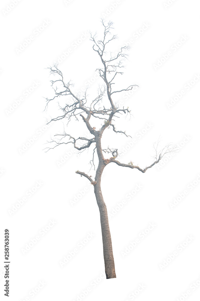 Tree isolated on white