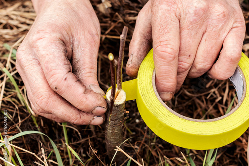 Man grafting tree in garden, pear, apple tree, work of gardener in spring.