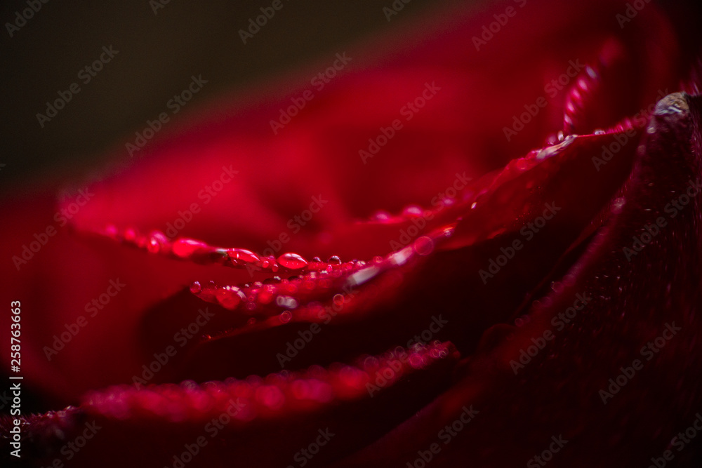 softfocus Red rose closeup with drop macro photo softfocus Red rose closeup with drop macro photo