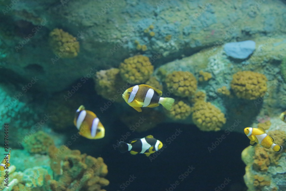 Naklejka premium aquarium , fish , sea fish , Nemo fish , cartoon fish
