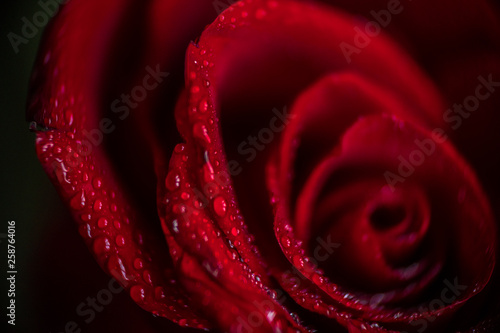Fototapeta Naklejka Na Ścianę i Meble -  softfocus Red rose closeup with drop macro photo