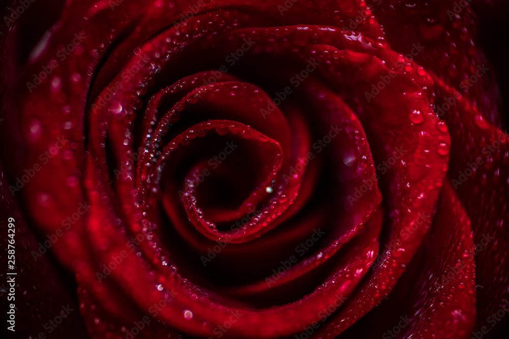 softfocus Red rose closeup with drop macro photo softfocus Red rose closeup with drop macro photo