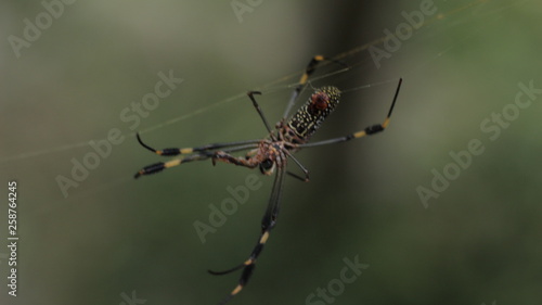 Spider Close Up 3 © Salvador