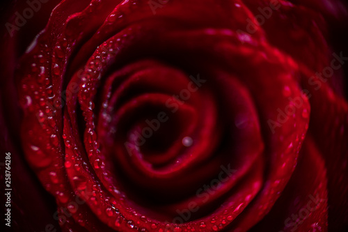 softfocus Red rose closeup with drop macro photo