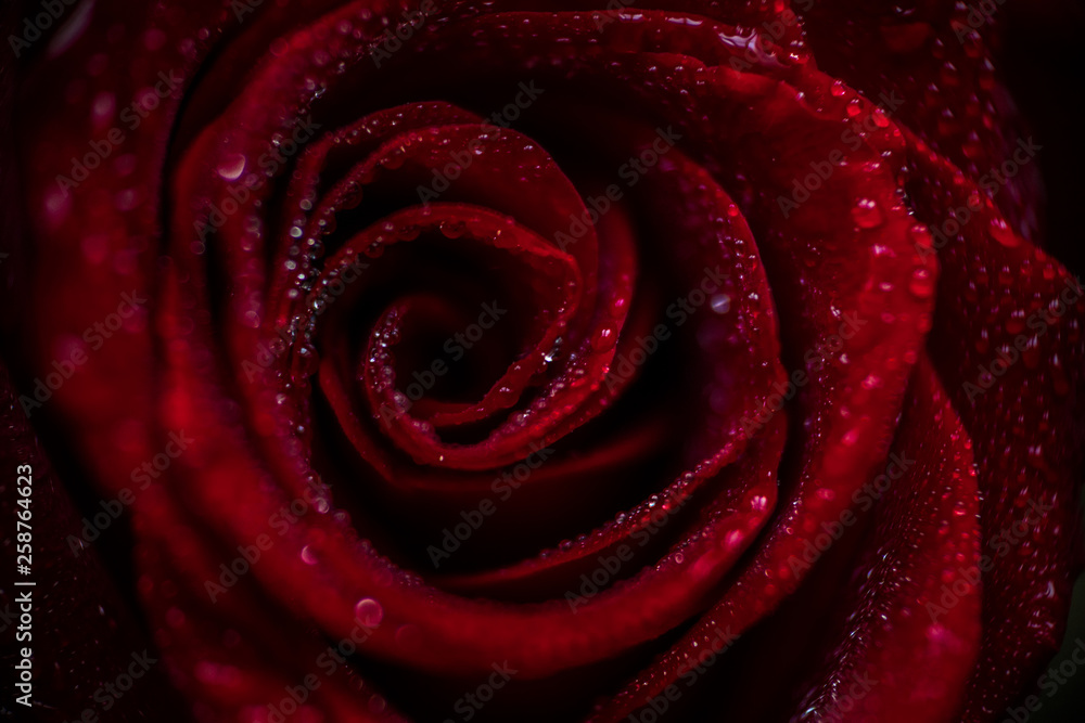 softfocus Red rose closeup with drop macro photo softfocus Red rose closeup with drop macro photo