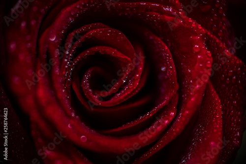 softfocus Red rose closeup with drop macro photo