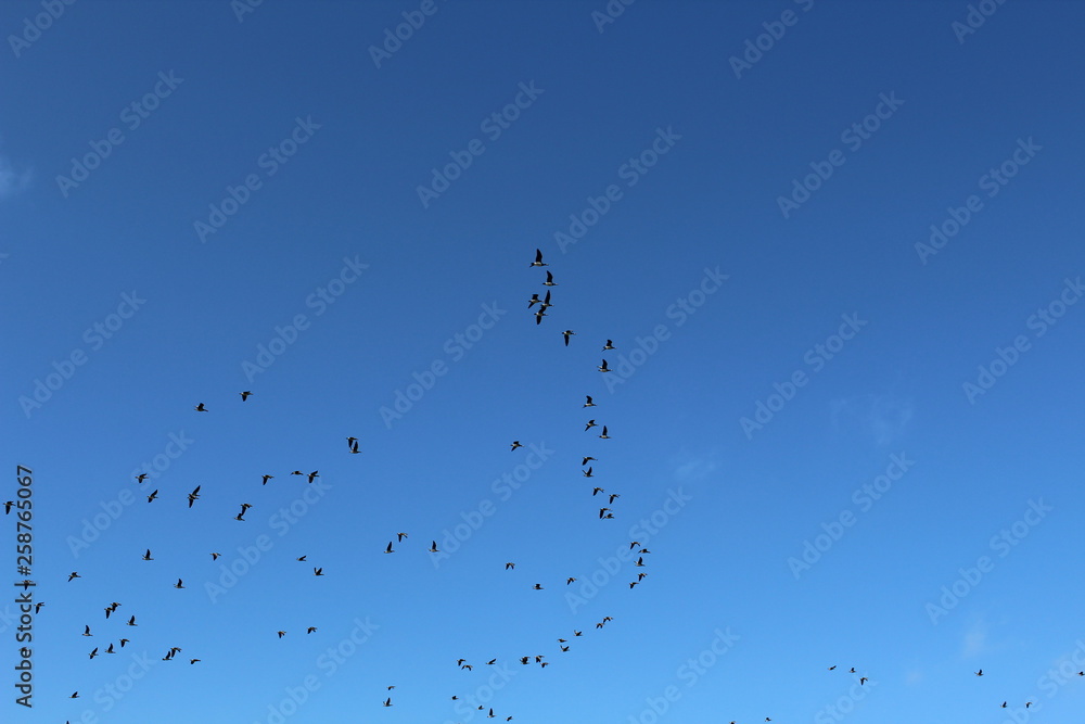 Hilgenriedersiel, Wadden Sea Germany:Ringlet geese in the blue sky Hilgenriedersiel, Wadden Sea Germany:Ringlet geese in the blue sky