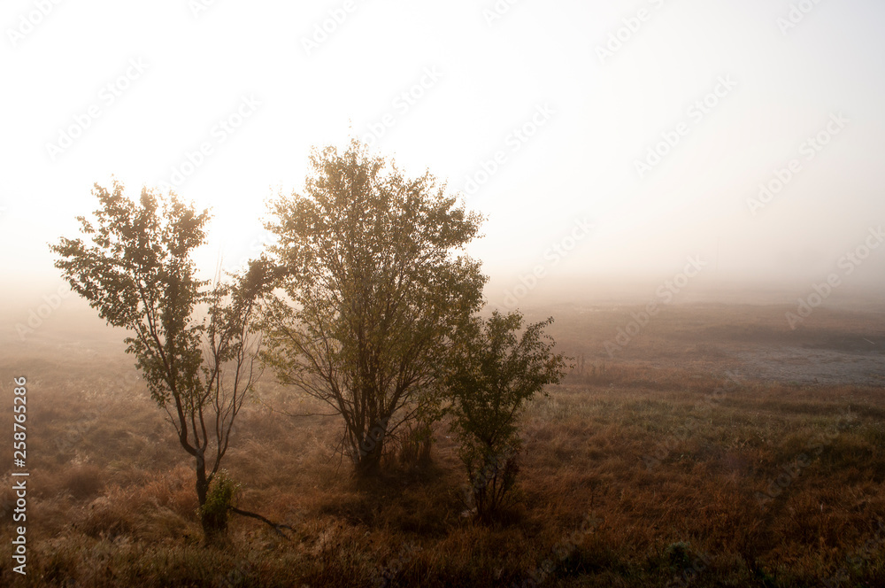 Early morning in the field with autumn fog and drops of water in the air. Tints of brown. Nothing could be seeing far away. Beautiful mistery landscape