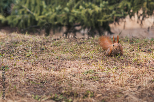 squirrel in a forest in a clearing waiting for a nut © irnburch