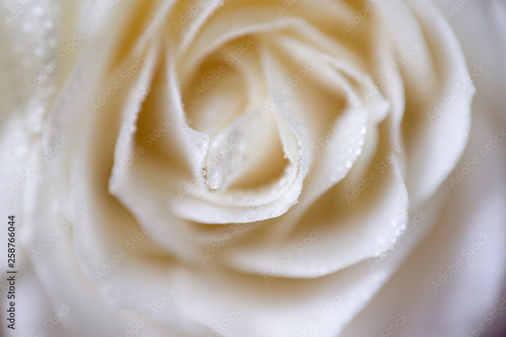 soft focus macro photo of white rose with dew drops soft focus macro photo of white rose with dew drops