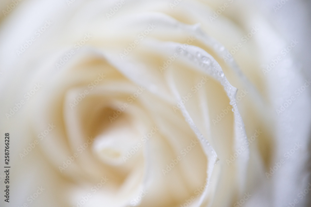 soft focus macro photo of white rose with dew drops soft focus macro photo of white rose with dew drops