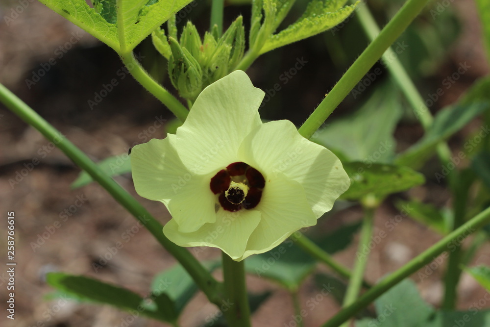 Young okra plant with flower (Lady`s Finger); okra or okro known in many countries. Close up organic produce food farming. Young okra plant with flower (Lady`s Finger); okra or okro known in many countries. Close up organic produce food farming.