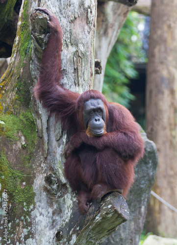Portrait of the adult orangutan sitting on a tree and looking thoughtfully.